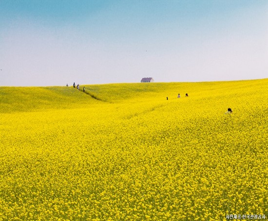 하루 만에 둘러보는 '안성'맞춤 여행! 평택&안성 당일여행